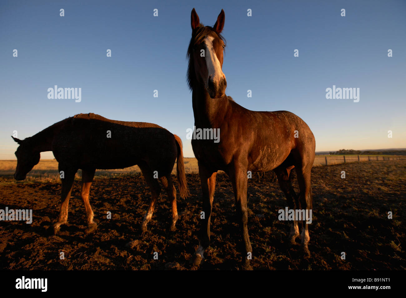 Pferde in einem paddock Stockfoto
