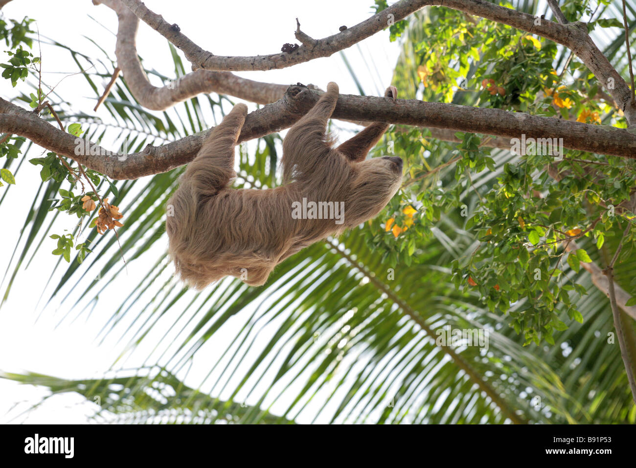 Hoffmanns zwei – Finger Faultier, Choloepus Hoffmanni gesehen in Panama City, Panama. Stockfoto