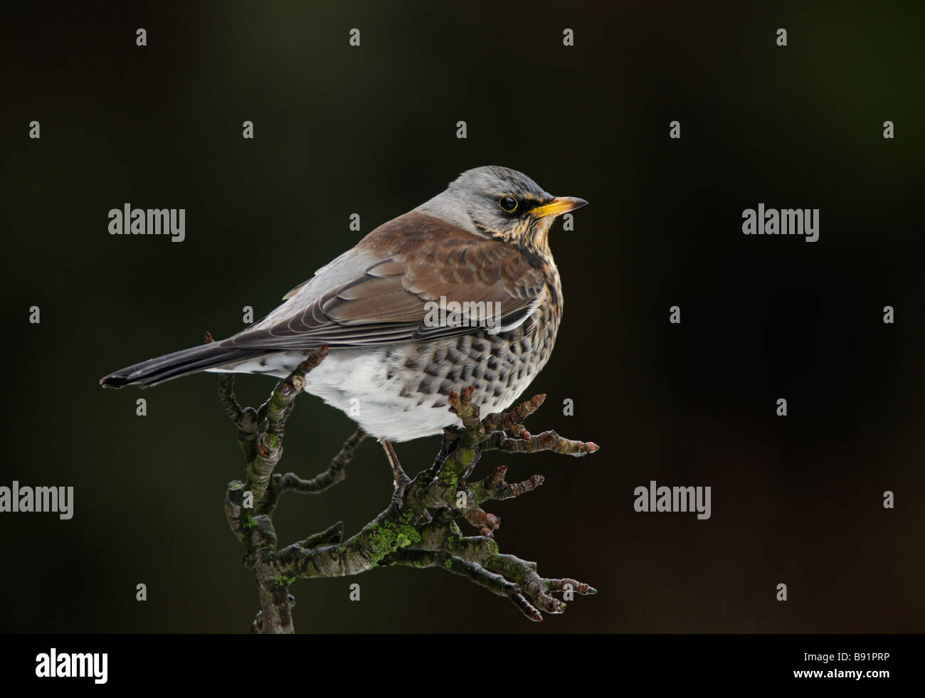 Wacholderdrossel Turdus pilaris Stockfoto