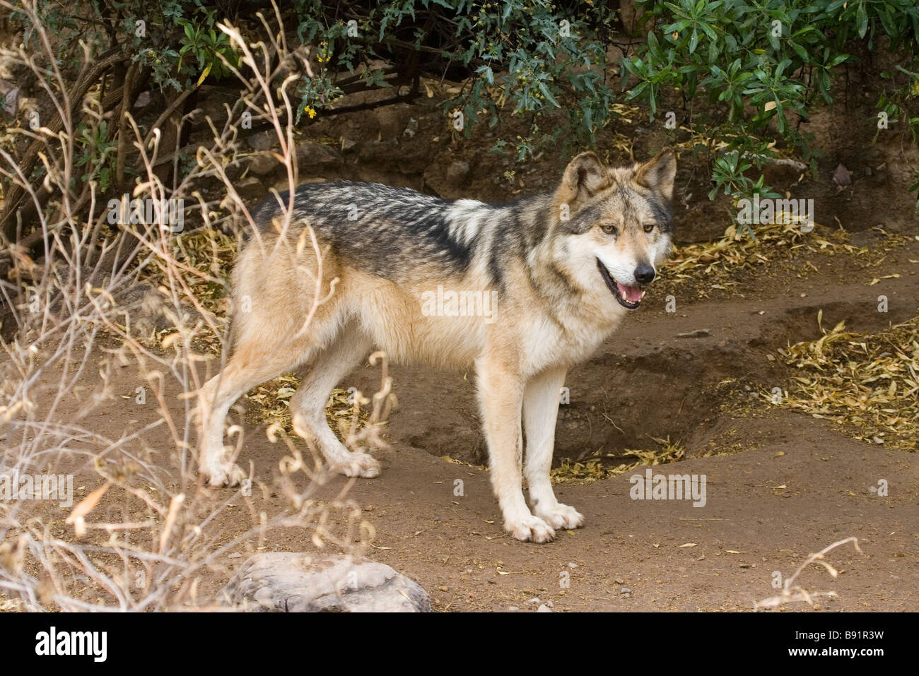 Grauer Wolf Stockfoto