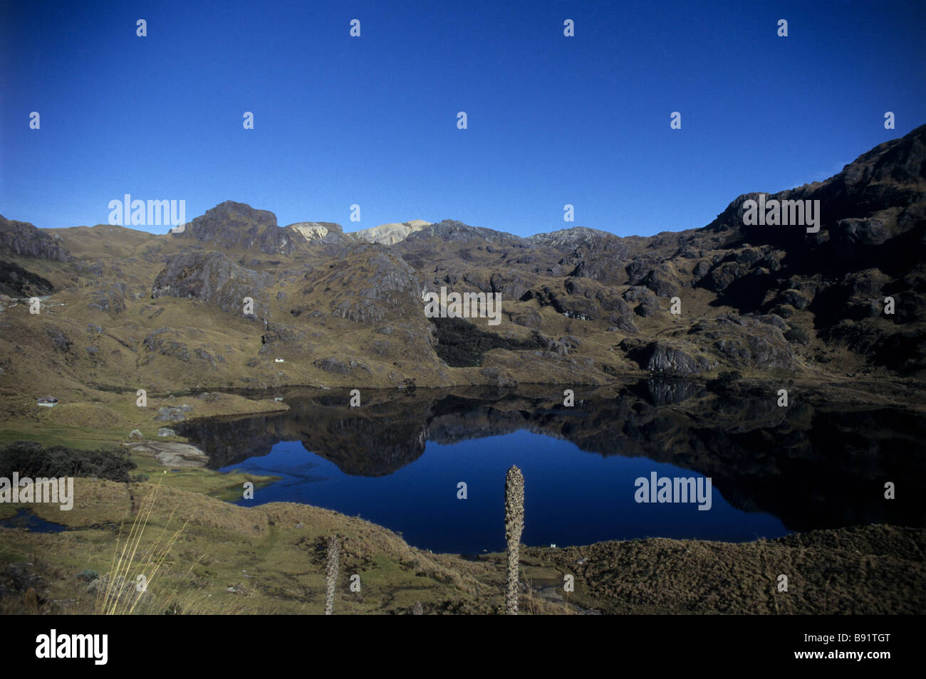 Paramo-Landschaft und See im Nationalpark der Insel, Bromelia-Pflanze im Vordergrund, Ecuador Stockfoto