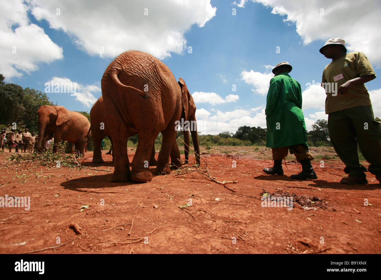 Elefanten, fotografiert im David Sheldrick Wildlife Trust Nairobi Babys Stockfoto