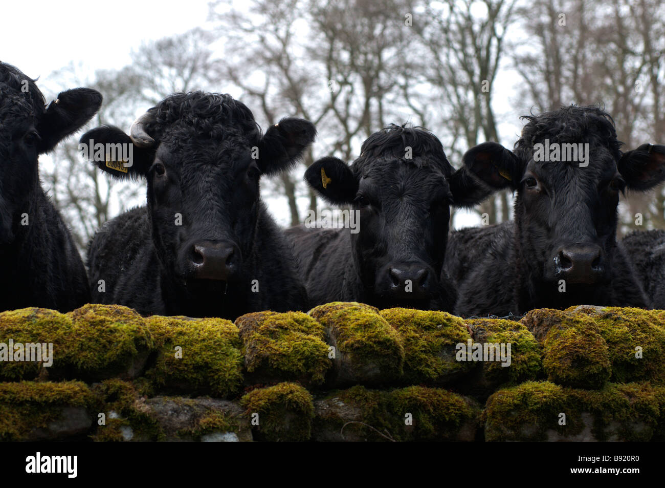 Neugierige Kühe spähen über eine Mauer in Birstwith, North Yorkshire Stockfoto