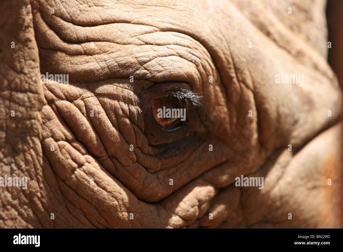 Black Rhino in der David Sheldrick Wildlife Trust Nairobi fotografiert Stockfoto