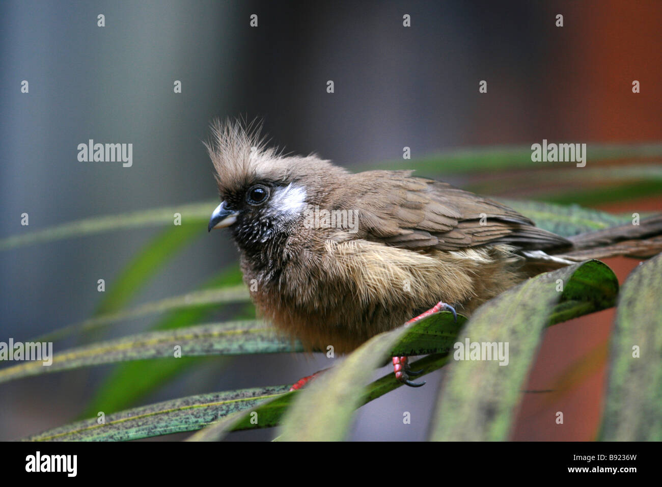 Gesprenkelte Mousebird, Nairobi, Kenia Stockfoto