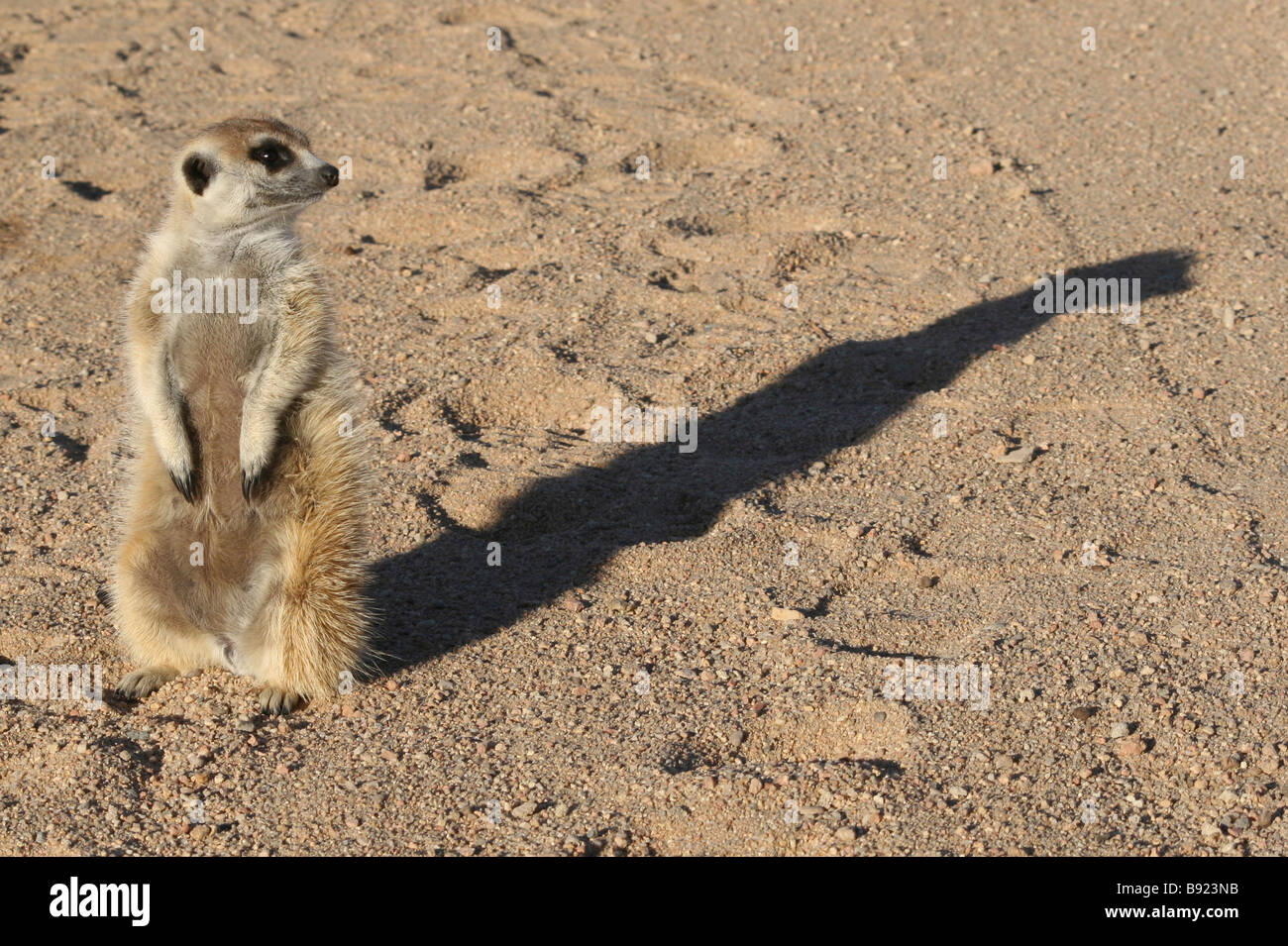 Meerkat Suricata Suricatta stehend auf wieder Beine mit Schatten genommen in der Nähe von Brandberg Mountains, Namibia Stockfoto