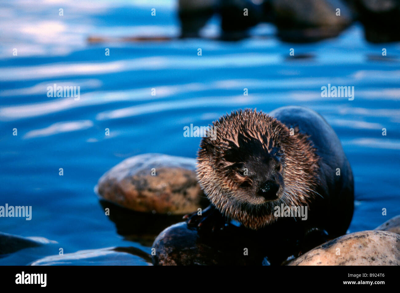 North American River Otter, Lontra canadensis Stockfoto
