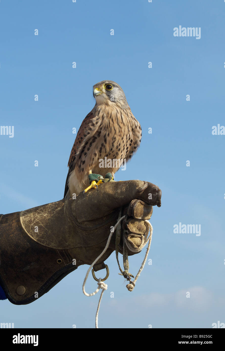 Turmfalke auf einem Handschuh. Stockfoto