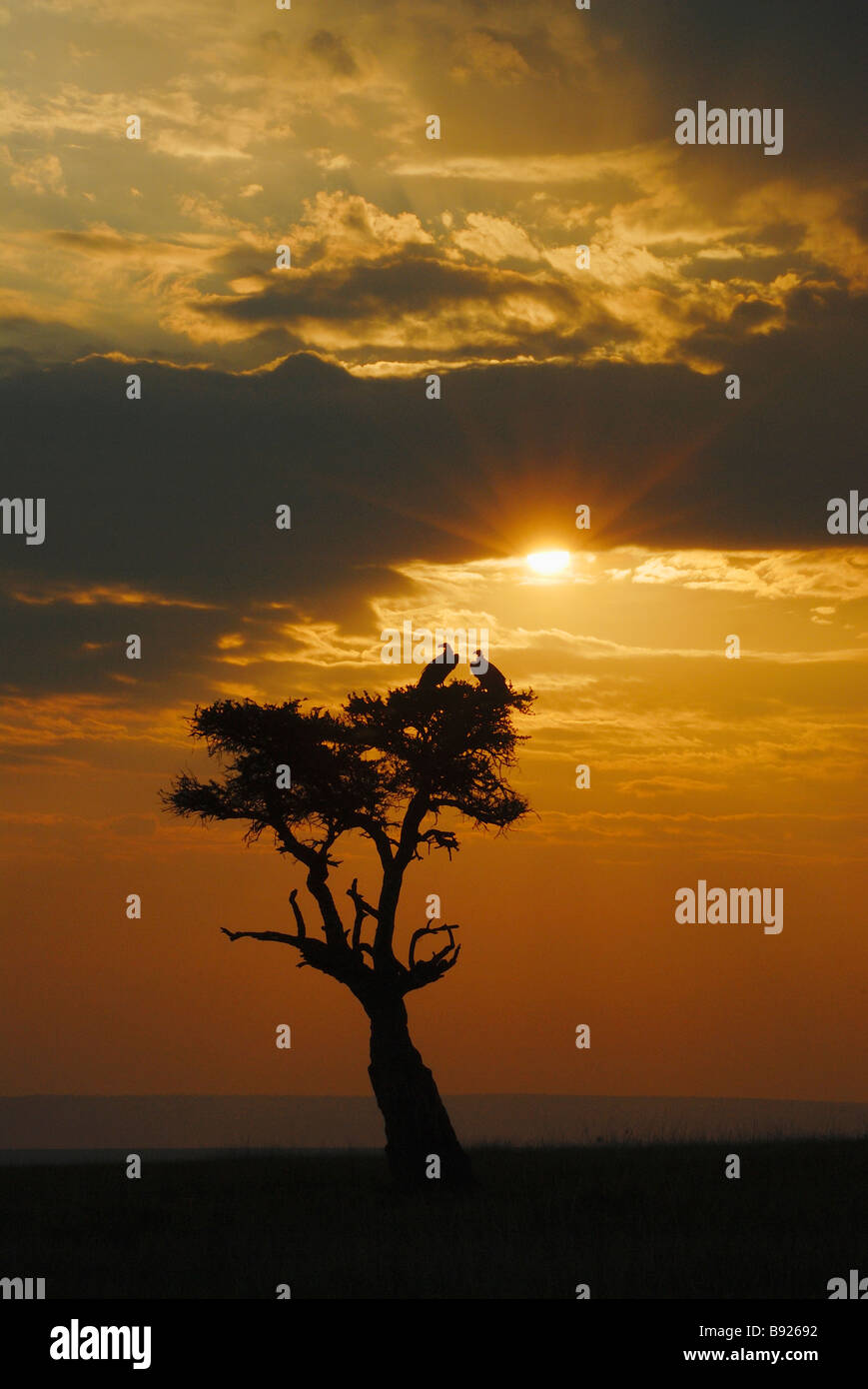 Paar Ohrengeier konfrontiert Geier Aegypius Tracheliotus am Sonnenuntergang Schule Orok Conservancy Masai Mara Narok District in Kenia Stockfoto