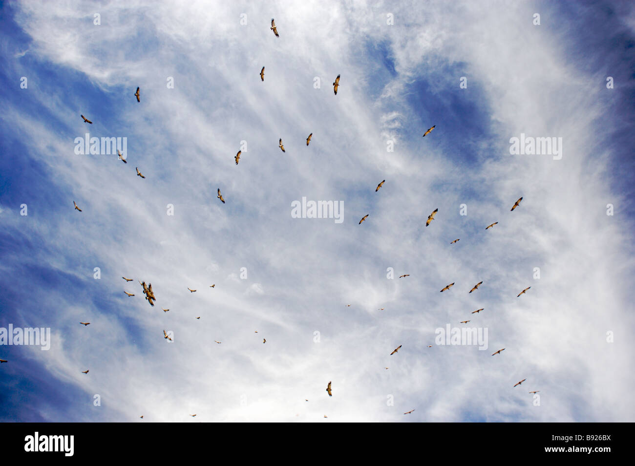 Große Gruppe von Kap Geier abgeschottet Coprotheres fliegen Overhead Stockfoto
