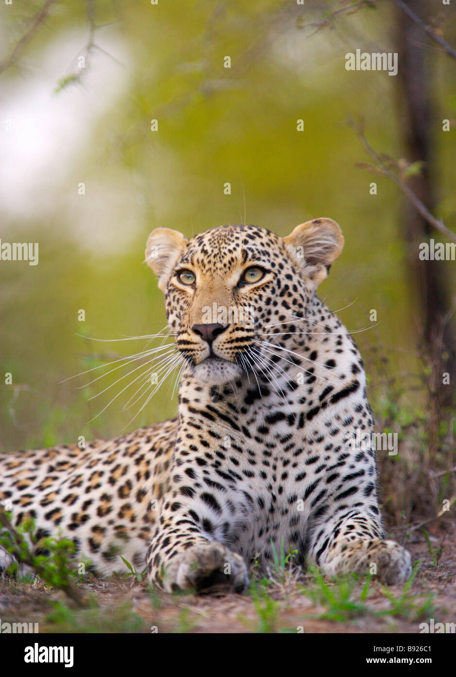 Niedrigen Winkel Ansicht des Leoparden Panthera Pardus liegend Stockfoto