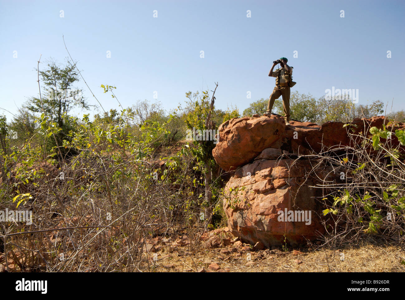 Ein senior Ranger des Nationalparks scannt die umliegende Busch für gefährliches Spiel, bevor er einen Spaziergang mit Kunden beginnt Stockfoto