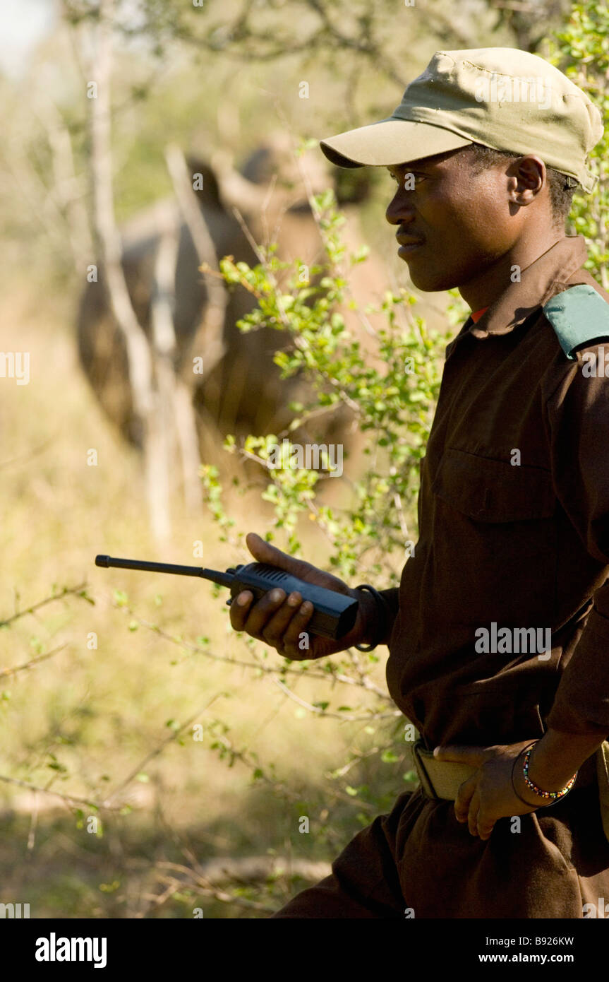 Ein Wildhüter in Swasiland tracking Rhino zu Fuß mit einem Rhino im Hintergrund ca. 25 Meter entfernt Swasiland Stockfoto
