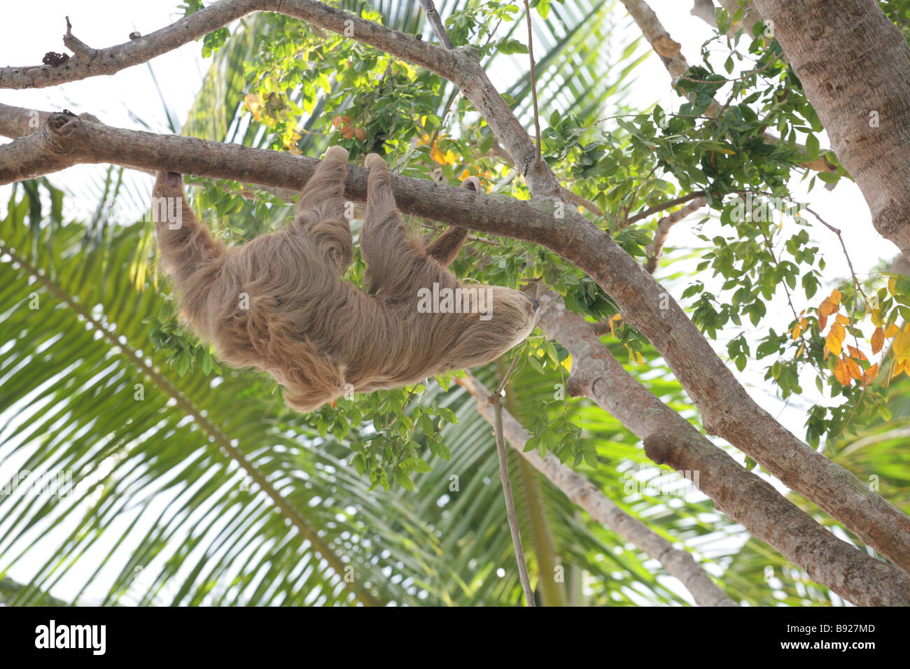 Hoffmanns zwei – Finger Faultier, Choloepus Hoffmanni gesehen in Panama City, Panama. Stockfoto