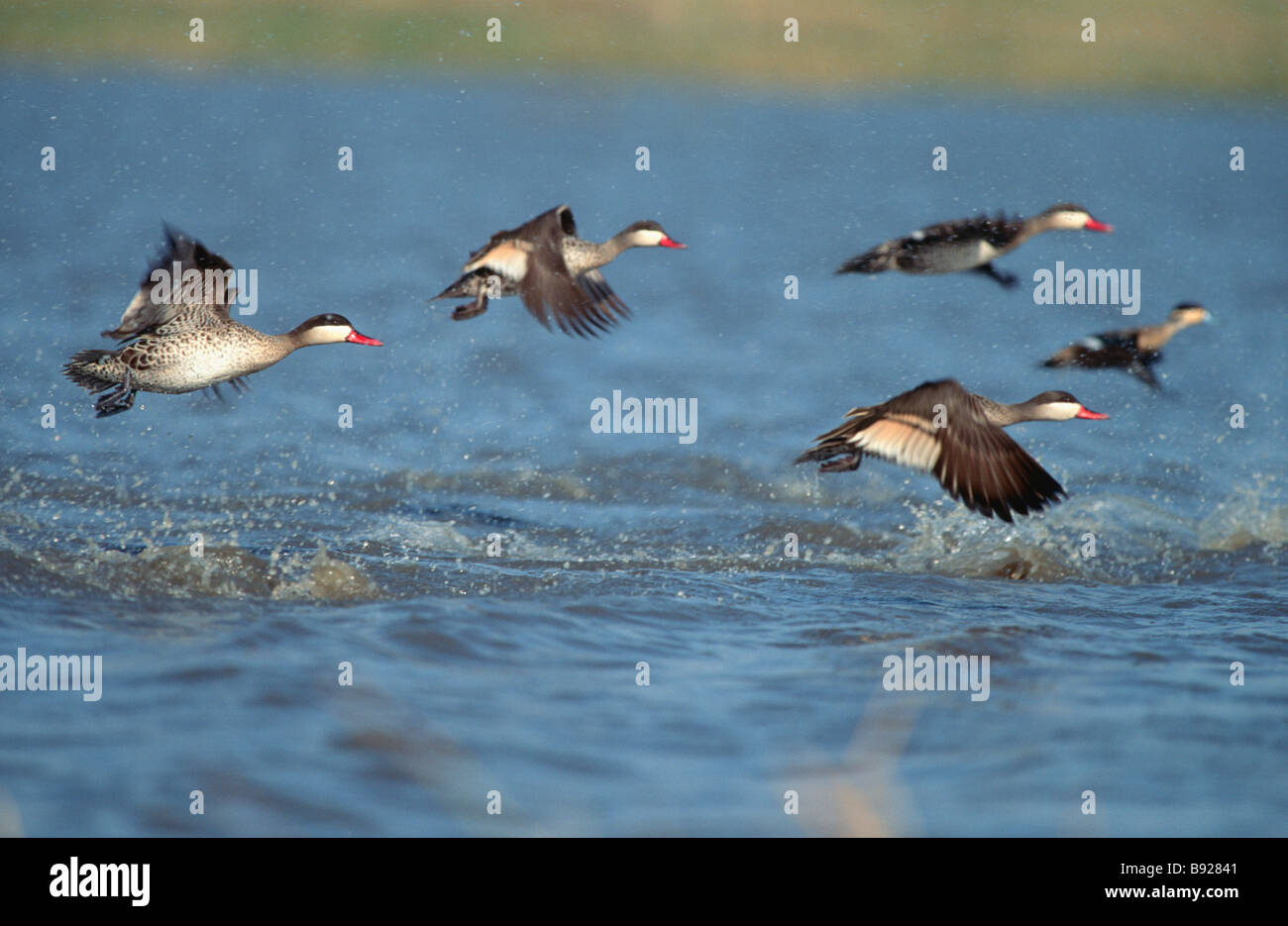 Redbill Teal Anas Erythrorhyncha Herde auf der Flucht vor dem Marievale Heiligtum Gauteng Provinz South Africa Stockfoto