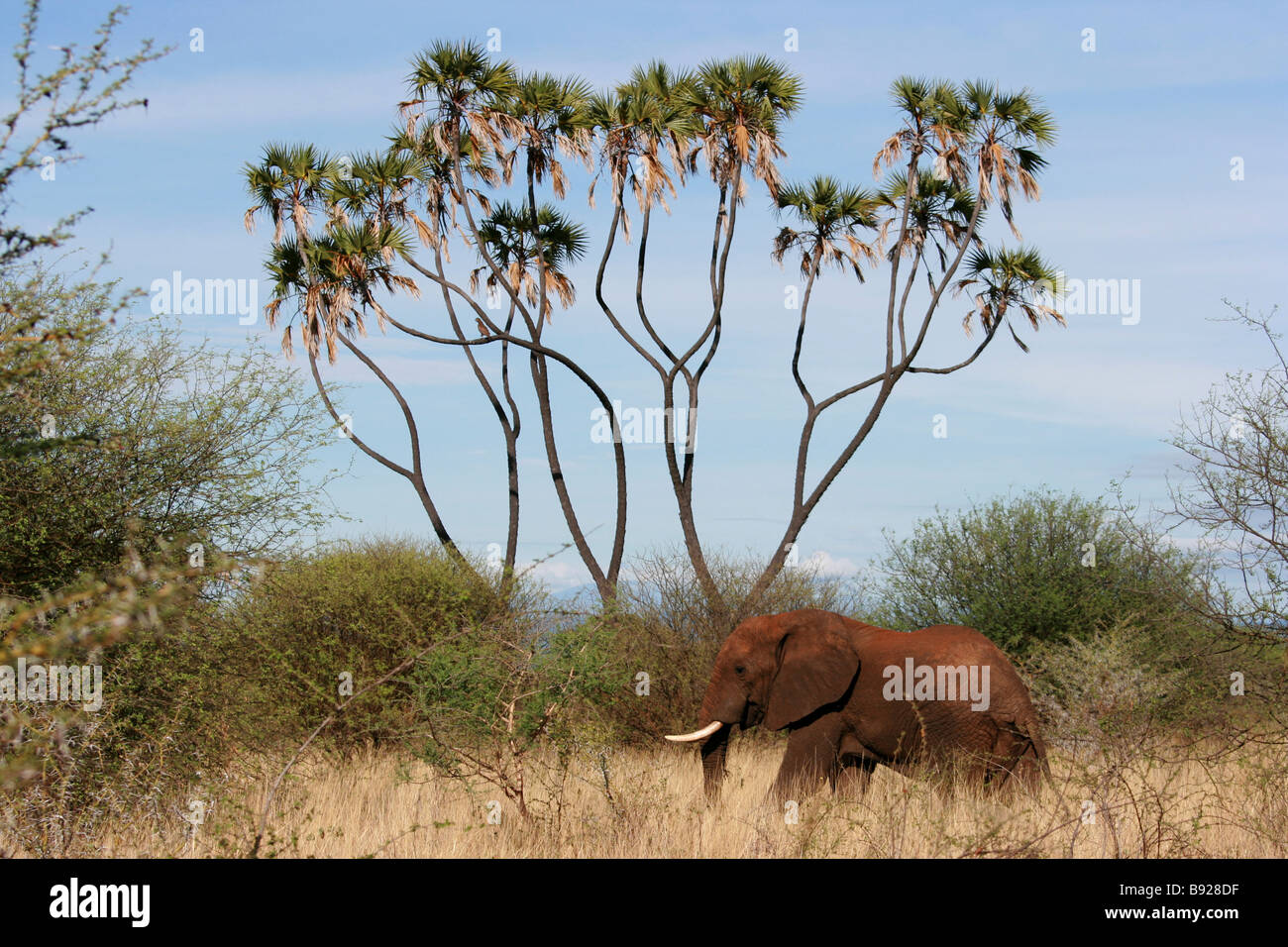 Meru Nationalpark, Kenia Stockfoto