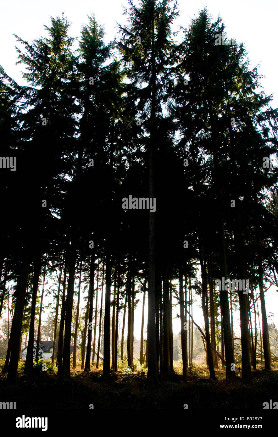 Silhouette der Wald Kiefer Bäume, Hampshire, England, UK Stockfoto