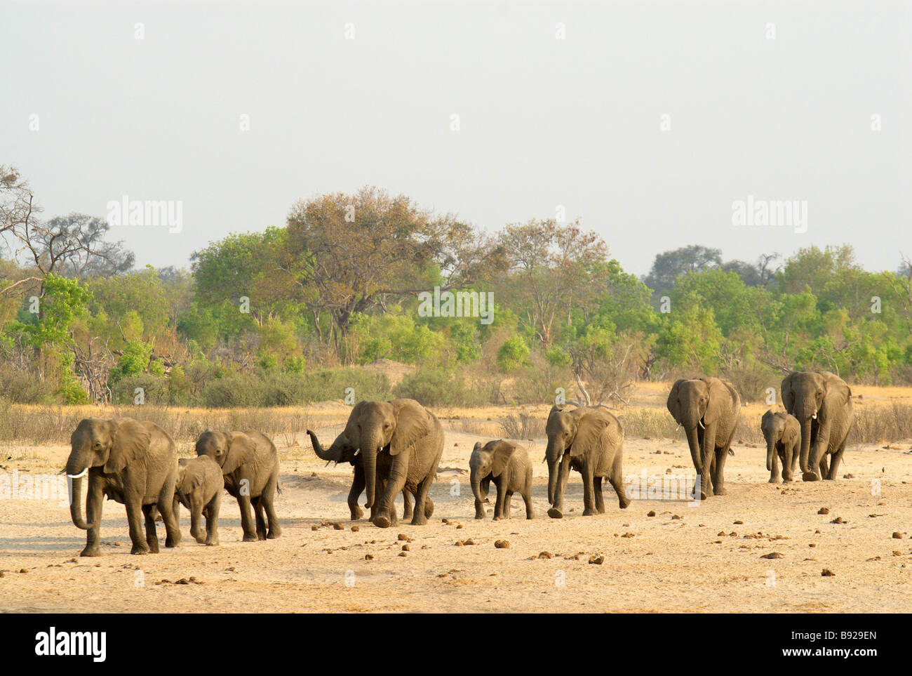 Eine große Zucht Herde von afrikanischen Elefanten, Hwange Nationalpark, Matabeleland North, Simbabwe Stockfoto
