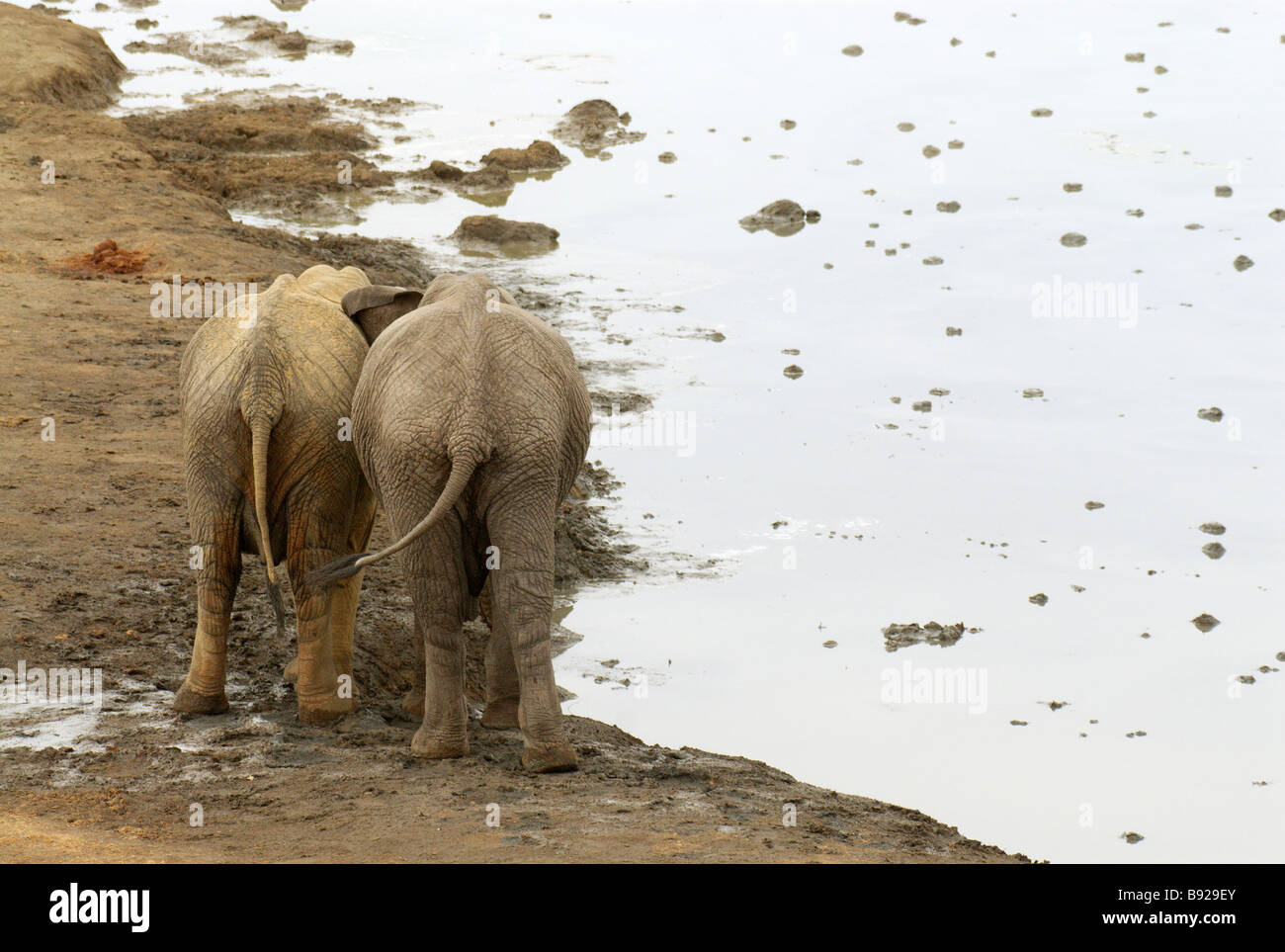 Zwei männliche Bindung Sub-adulten afrikanischen Elefanten an einem Wasserloch, Hwange Nationalpark, Matabeleland North Province, Simbabwe Stockfoto