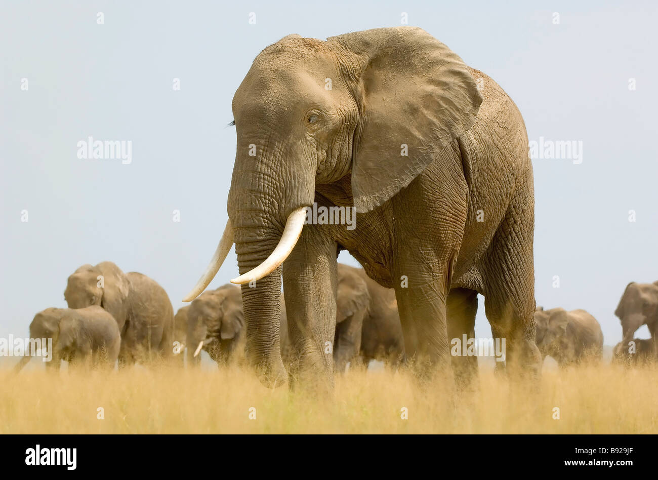 Eine Herde Elefanten, die Loxodonta über marschiert öffnen Grünland Amboseli-Nationalpark Kenia Stockfoto