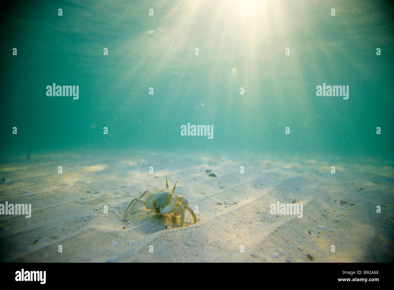 Krabbe Portunus Pelagicus unter Wasser mit der Sonne durch das Wasser Norden Mosambiks Stockfoto