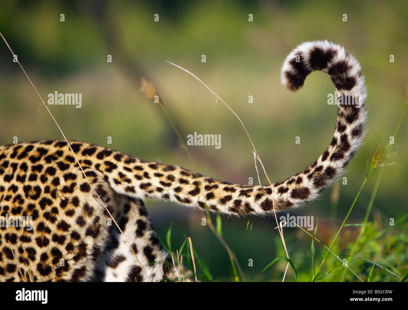 Ansicht der Rute Leoparden Panthera Pardus Elephant Plains Sabi Sands Conservancy Provinz Mpumalanga Südafrika Stockfoto