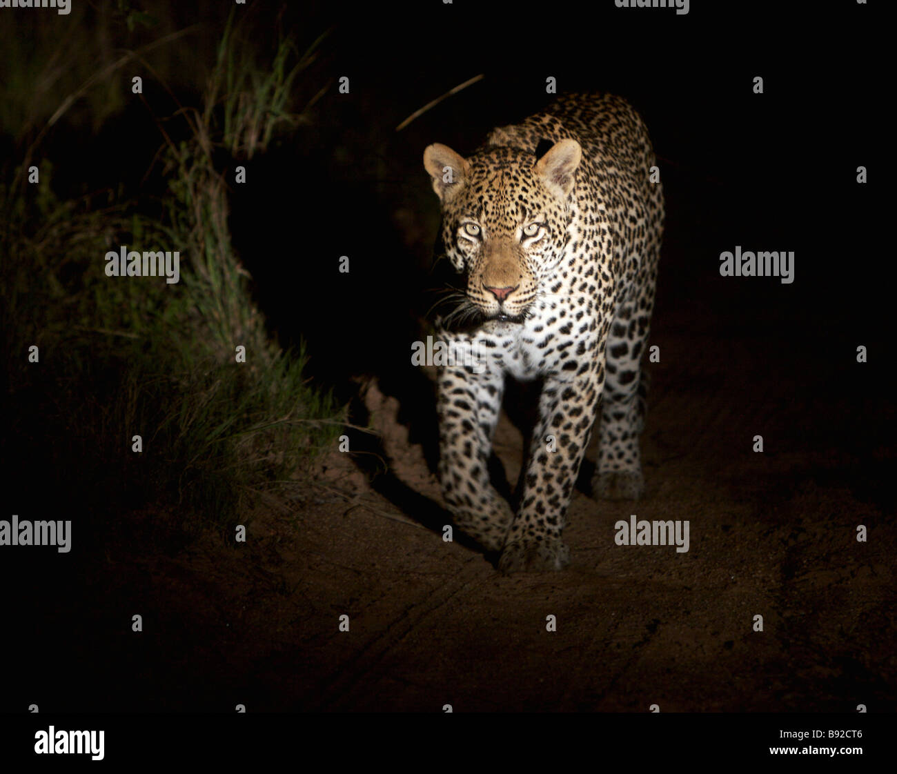 Leopard auf der Jagd bei Nacht Elephant Plains Sabi Sands Conservancy Provinz Mpumalanga Südafrika Stockfoto