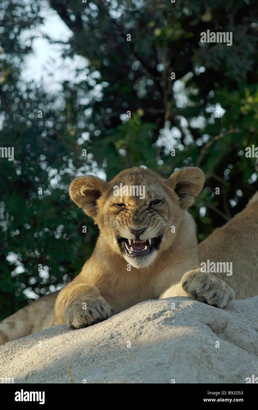 Junger Löwe Panthera Leo Cub Grimassen als das Ende einer langen Gähnen Antelope Park Gweru Midlands Simbabwe Afrika Stockfoto