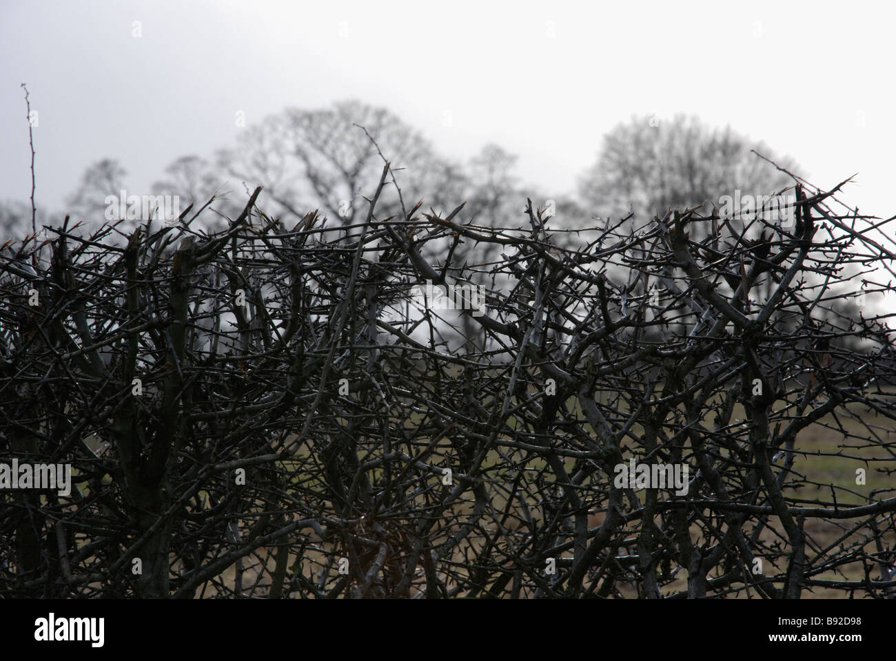 Weissdorn Hecke Im Winter Stockfotografie Alamy