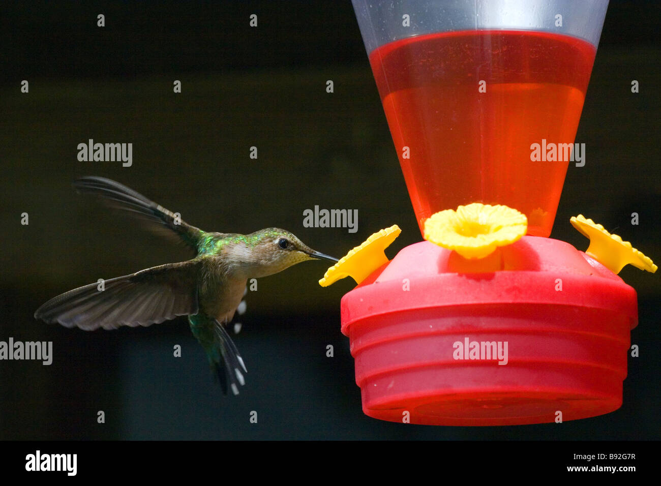 Kolibri schwebend und Fütterung an ein Nektar-feeder Stockfoto