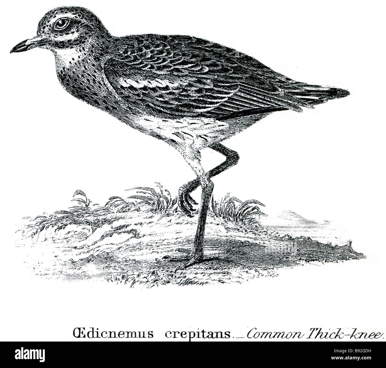 Edincnemus Crepitans Klasse Aves Vogel Sind Geflugelte Zweibeinigen Endothermen Warmbluter Wirbeltier Tiere Die Eiablage Stockfotografie Alamy