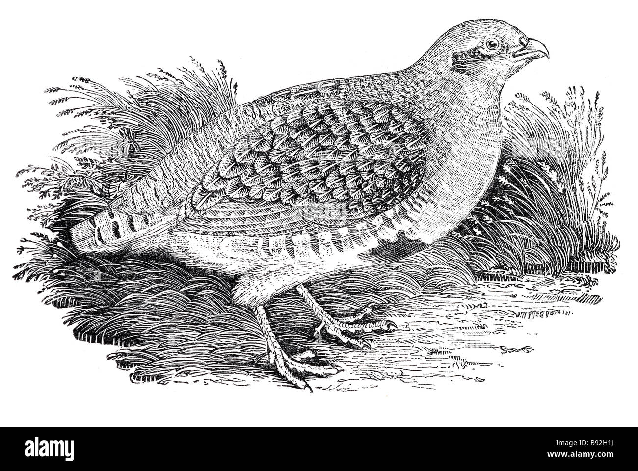Rebhühner sind Vögel in der Fasan-Familie Phasianidae. Sie sind eine nicht migrierend alten Welt-Gruppe.  Dies sind mittlere bi Stockfoto