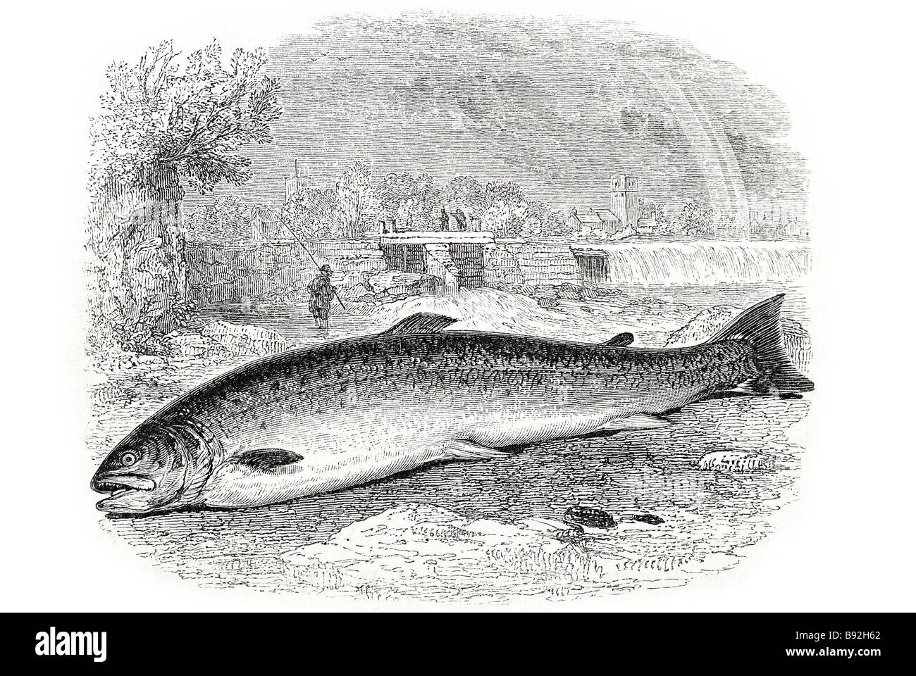 Lachsforellen sind eine Reihe von Arten von Süßwasserfischen, die Zugehörigkeit zu der Unterfamilie Salmoninae der Familie Salmonidae. Lachs-b Stockfoto