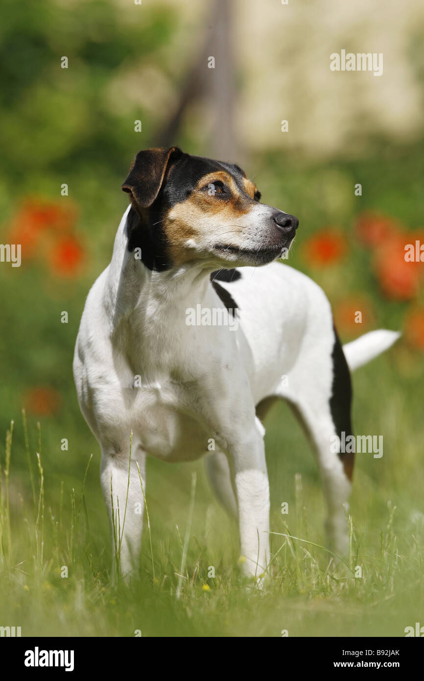 Farmdog Stockfotos Farmdog Bilder Alamy