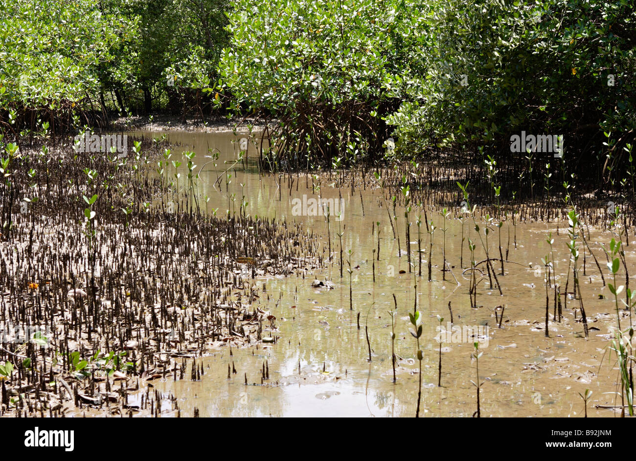 Mangrovensumpf Canavieiras Bahia Brasilien Südamerika Stockfoto