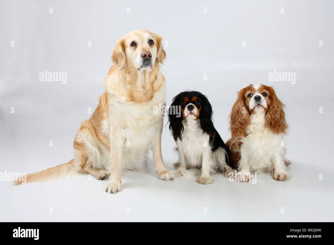 Golden Retriever und Cavalier King Charles Spaniel Tricolor und blenheim Stockfoto