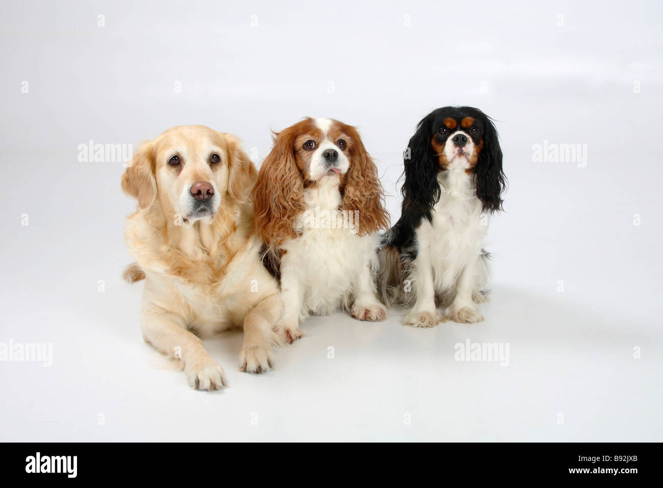 Golden Retriever und Cavalier King Charles Spaniel Tricolor und blenheim Stockfoto