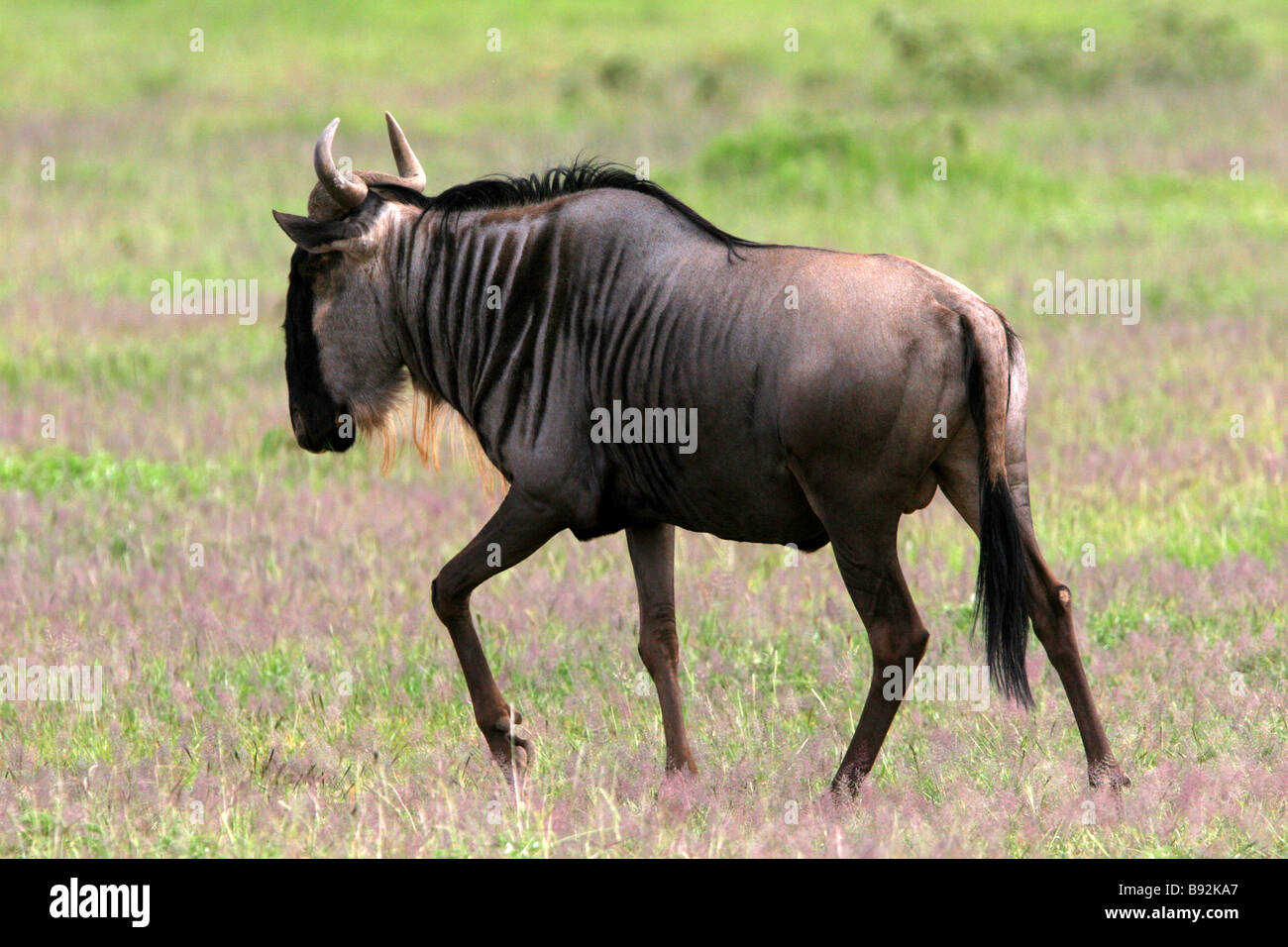 Bild eines Gnus im Amboseli-Nationalpark, Kenia Stockfoto