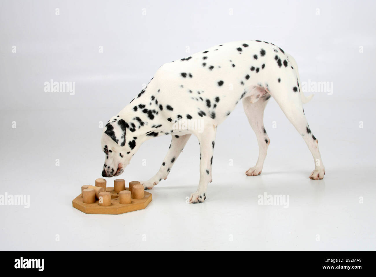 Dalmatinischen 4 Jahre Intelligenz Spiel Spielzeug Stockfoto
