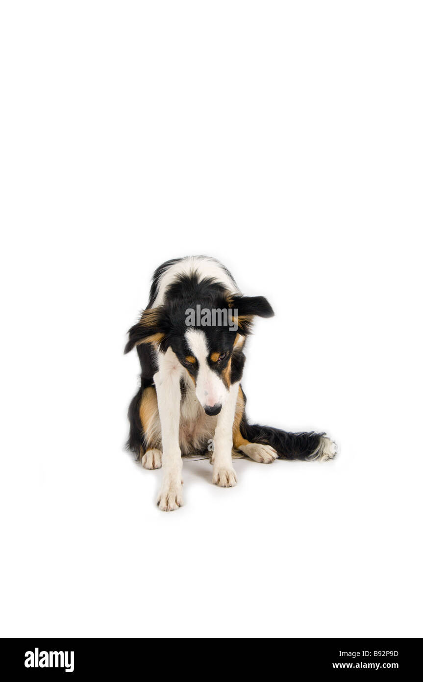 liebenswert schüchtern Hund im studio Stockfoto