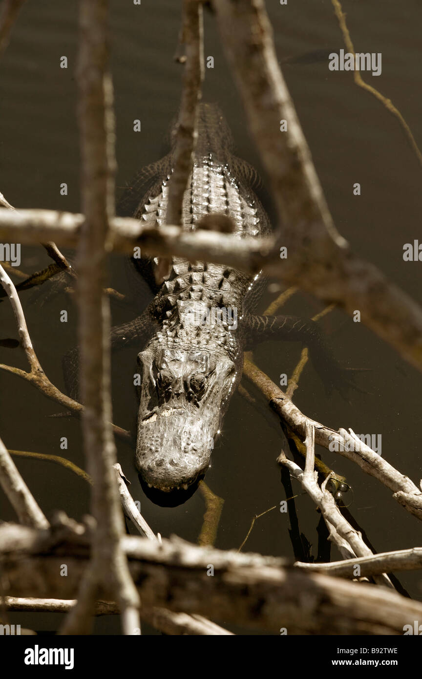 Alligator in der Turner Fluss Big Cypress National bewahren FL Stockfoto