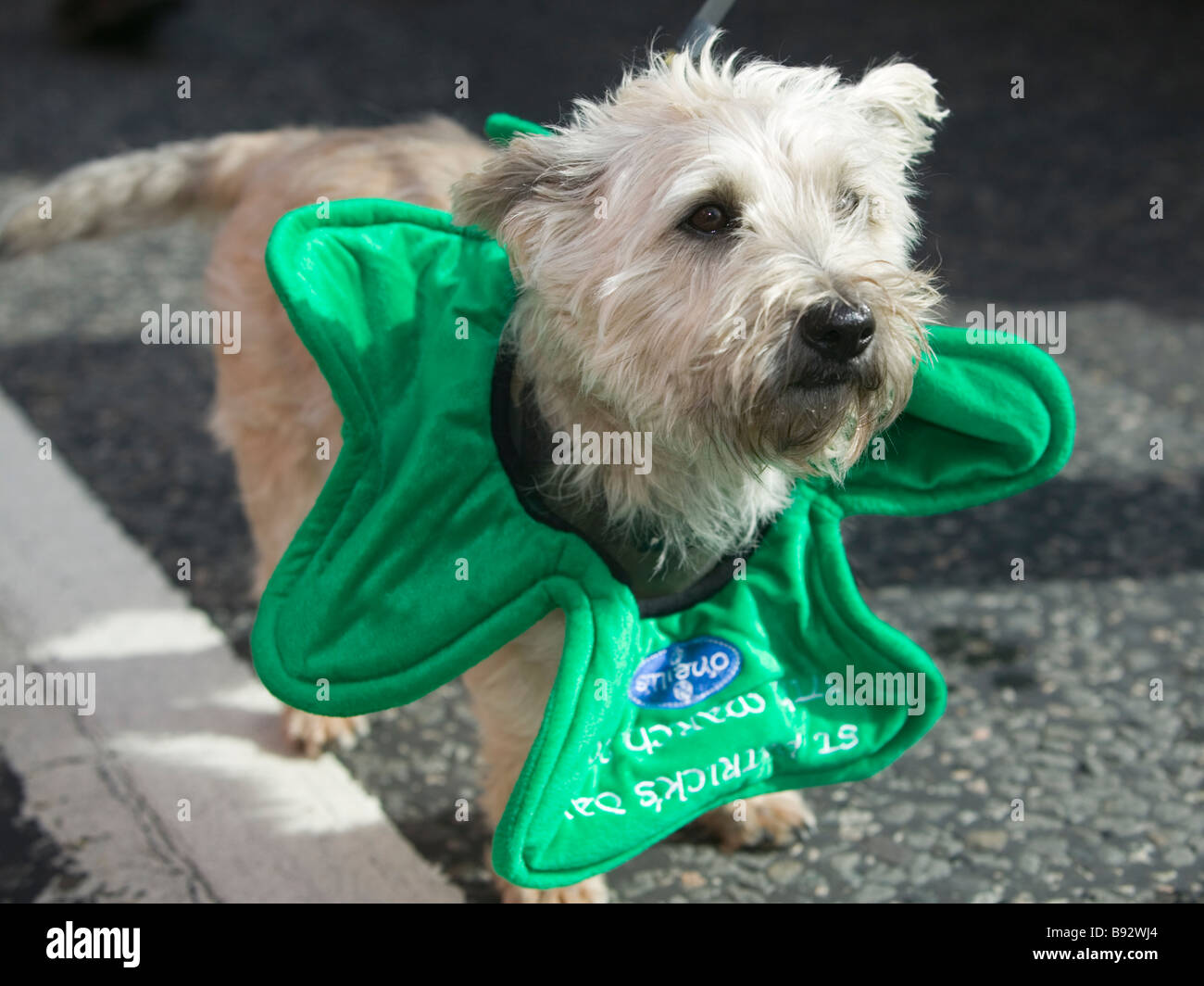 St. Patricks Day Parade - London 2009. Kleiner Hund mit Kleeblätter Kragen Stockfoto