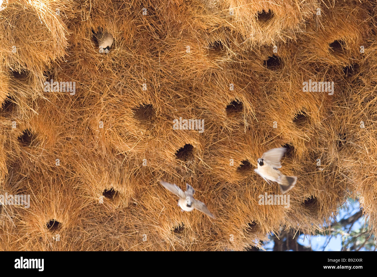 Geselligen Webervögel bewegen ein Nest gebaut von ihnen in der nördlichen Kapprovinz Südafrikas Stockfoto