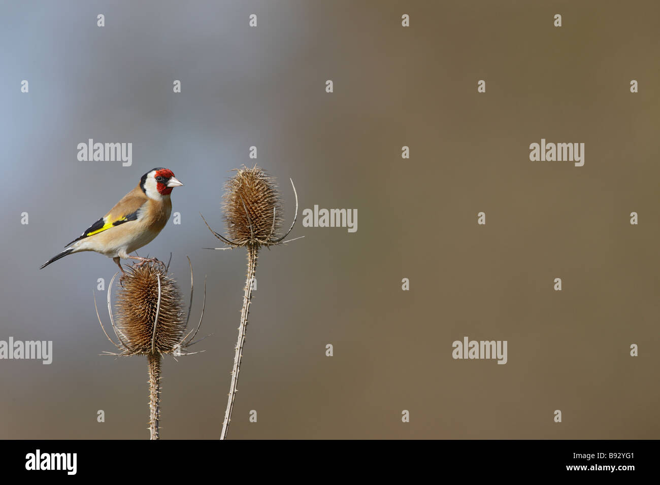 Stieglitz Zuchtjahr Zuchtjahr auf Karde Stockfoto
