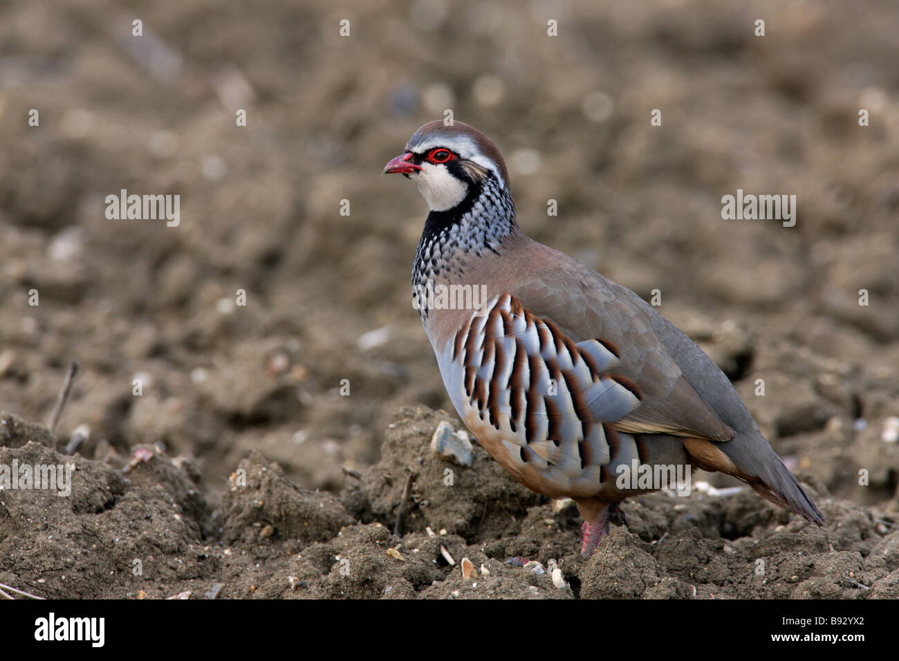 Rothuhn Alectoris Rufa auf Ackerland Stockfoto