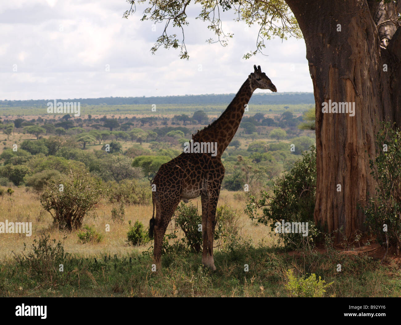 einzelne Giraffe Stier stehen im Schatten der riesigen baobab Stockfoto