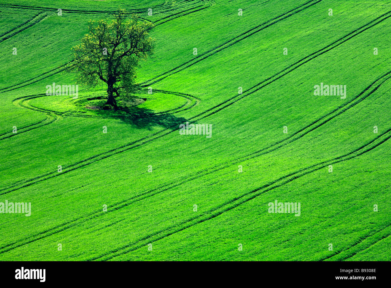 Ein einsamer Baum wächst in der Mitte einer Ackerfläche Stockfoto