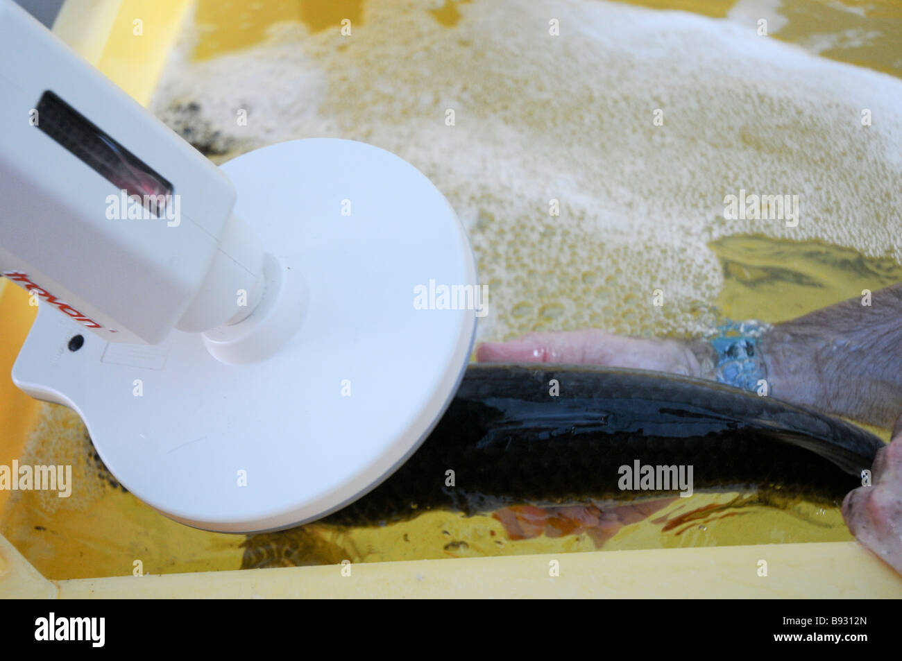 Tracking-Gerät für das Lesen der Daten aus der eingebetteten Mikrochip im Fisch Stockfoto