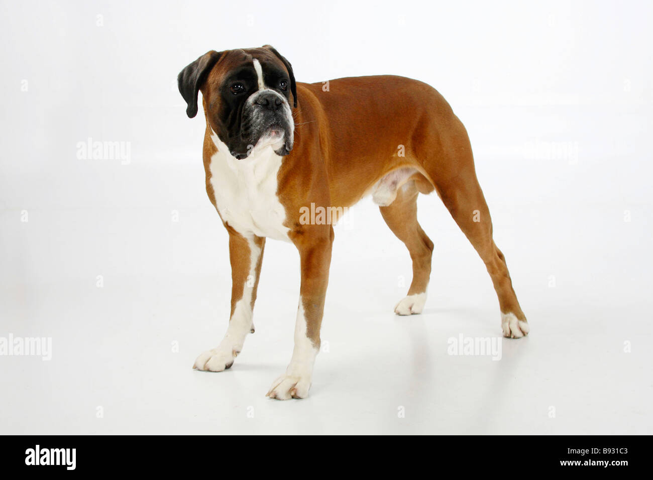 Deutscher Boxer 4 Jahre Stockfoto