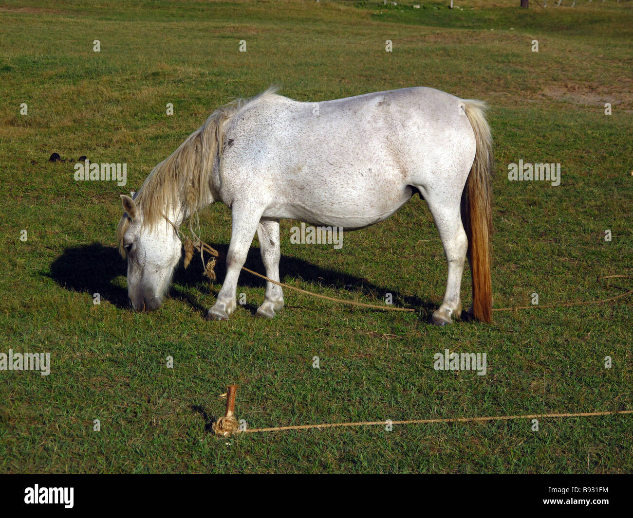 Pferd Essen grass Stockfoto